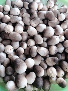 SETA PAJA GOURMET/una DELICIA SAVORIA DE LA NATURALEZA/HECHA EN VIETNAM/Sra. Lina - Product Image 6