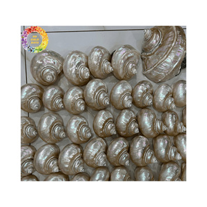 Conchas de Caracol Naturales, Proveedor de Exportación a Granel, Conchas Pulimentadas para el Mercado Global - Product Image 4