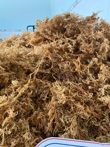 Eucheuma cottonii แห้งคุณภาพสูงมอสทะเลไอริชวัชพืช (kappaphycus alvarezii) ในถุงจำนวนมาก/Ms. Lima - Product Image 2