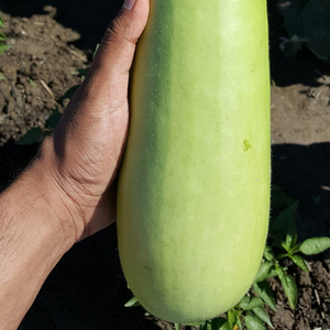 Courge en bouteille saine, légume frais, produit agricole naturel, ingrédient de cuisine sain, aliments nutritifs, vente en gros, export en vrac - Product Image 5