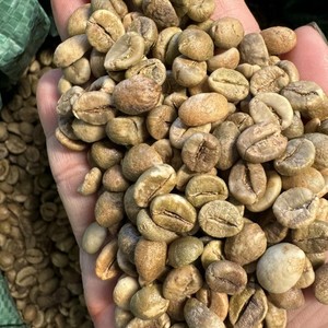 100% Natural Robusta <b>Coffee</b> <b>Beans</b> for Roasting Natural Process Green <b>Coffee</b> <b>Beans</b> Size 16 Vietnam Highland Farm Fresh Crop - Product Image 2