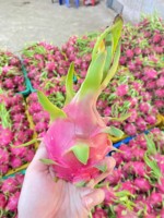 Verse Export Kwaliteit Dragon Fruit Van Vietnam Witte Pulp Groene Huid Zoet En Knapperig Ideaal Voor Retail En Foodservice