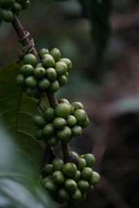 Grains de café de spécialité Arabica du Vietnam transformés par la méthode du miel non torréfié support OEM/ODM fourni directement de la ferme - Product Image 3