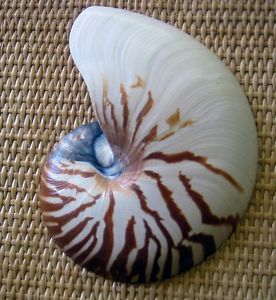 Coquille marine naturelle à compartiments, polie, pour la décoration intérieure, l'artisanat côtier et la collection - Product Image 2