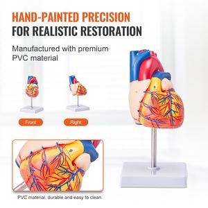 Modelo de Corazón Humano Anatómicamente Preciso de 2 Partes a Escala 1:1 con Números, Estructura Anatómicamente Correcta para Ciencias Médicas - Product Image 5