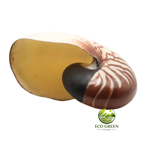 Concha Marina Espiral Natural Decorativa para Decoración del Hogar Costero, Bodas en la Playa, Acuarios y Exhibición de Artesanías Marinas - Product Image 2