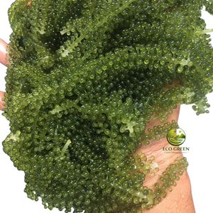 Umidibudos Orgánicos Deshidratados, Caviar Verde, Algas Marinas de Larga Duración, Textura Fresca y Crujiente, Umibudos Salados para Venta al por Menor y al por Mayor en Bolsa - Product Image 1