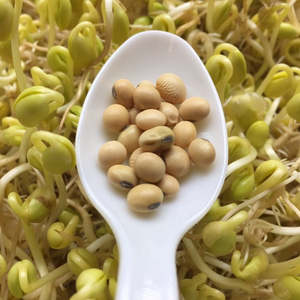 Graines de soja jaunes biologiques de haute qualité, non-OGM, meilleur prix pour germination rapide, livraison rapide, emballage sous vide en vrac 25 kg, prix abordable - Product Image 3