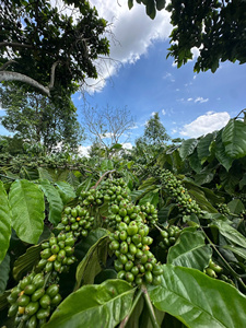 Café moulu Robusta 100% torréfaction légère, premium, caféiné, Vietnam Dalakon Dak Lak, emballage en boîte, fermeture à glissière, torréfaction lente, humide - Product Image 4