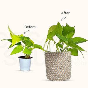 Customised Garden Decor Rattan Planters with Iron Stand Natural Rattan Planter with <b>Large</b> Floor Standing Black Stand in Price - Product Image 4