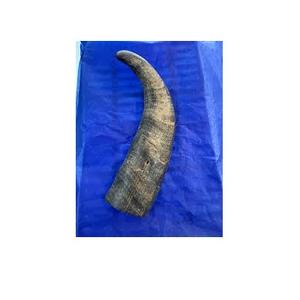 Cuerno Natural Crudo de Búfalo y Punta de Cuerno en Colores Negro y Natural para Tamaños y Cuernos Personalizados - Product Image 2