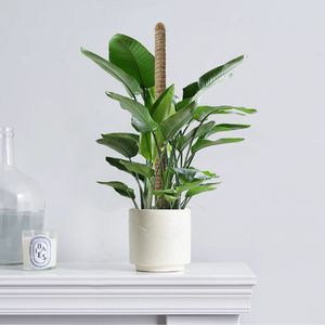 แท่งใยมะพร้าวสองชั้นขนาด 25.2 นิ้ว 2 ชิ้น พร้อมเชือกป่าน เป็นมิตรกับสิ่งแวดล้อม อุปกรณ์ทำสวนจากธรรมชาติสำหรับพยุงต้นไม้ - Product Image 4