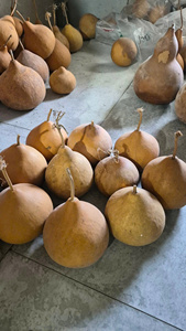 Gourdes séchées écologiques de qualité supérieure, couleur naturelle, taille personnalisée pour la peinture, l'artisanat et les instruments de percussion faits à la main - Product Image 6