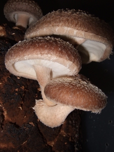 Hongos Shiitake Secos y Blanqueados, a Granel, Calidad Premium, Marca Privada OEM, Vietnam - Product Image 2
