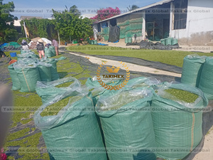 Vietnam Ulva Lactuca polvo verde Laver sostenible algas suplemento de alimentación potenciador del suelo polvo de algas secas para fertilizante - Product Image 5