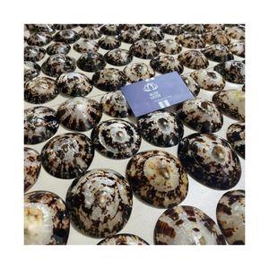 MÁS VENDIDO 2026 Conchas de Limpet para Fabricación de Velas y Decoración de Aromaterapia, Conchas Marinas Puras, Limpias, Seguras, Resistentes al Calor, Artículos Costeros - Product Image 5