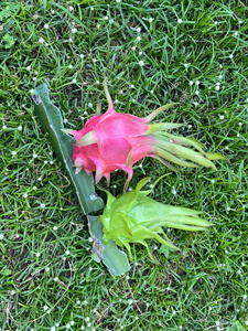 Dragon <span class=keywords><strong>fruit</strong></span> blanc naturel frais, qualité export standard OEM, goût doux et rafraîchissant, 100% ODM - Product Image 1