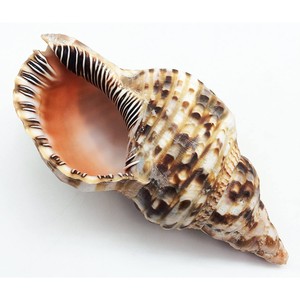 Conchas de trompeta Triton, grandes conchas marinas para hacer cuernos de concha, precio al por mayor, conchas marinas naturales - Product Image 3