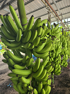 Bananes Cavendish des Highlands fraîchement récoltées du Vietnam Riche en nutriments Saveur sucrée Idéal pour la vente au détail et les services alimentaires - Product Image 3