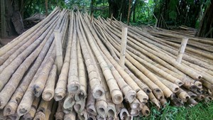 เสาไม้ไผ่สำหรับงานก่อสร้างและการเกษตรที่มีความต้องการสูง - Product Image 2