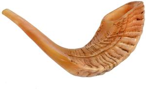 ธรรมชาติ Ram Shofar ฮอร์นขนาดกลางฮอร์นจากอิสราเอลใหม่เพลงชาวยิวโดย United Trade World - Product Image 2