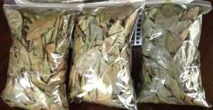 Hojas de Guanábana seca a la venta-Té de hierbas orgánico de alta calidad y beneficios para la salud-Sra. Beatrix - Product Image 6