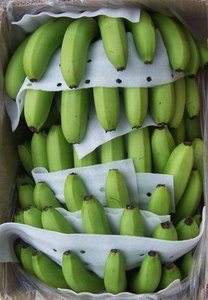 Plátano crudo indio de granja procedente de agricultura india de un exportador indio - Product Image 4