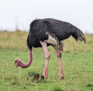 Aves de cría de avestruz Masai de NMF (PVT) LTD con larga vida útil para pedidos al por mayor y mercados internacionales desde Sudáfrica - Product Image 1