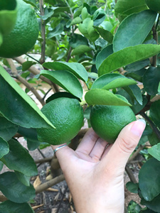 มะนาวไร้เมล็ดสดจากเวียดนามไม่แว๊กซ์และไม่มีสารเคมีที่เหมาะสำหรับการทำน้ำผลไม้ปรุงอาหารและขายปลีก - Product Image 4