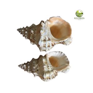Coquille de grenouille géante naturelle Tutufa Bubo Ruddy pour la décoration de centres de villégiature, d'aquariums et l'artisanat côtier - Product Image 4