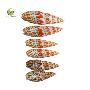 เปลือกหอยลายเสือขัดเงา ยี่ห้อ Leporicypraea Mappa S Cypraea Argus Eyed ของแท้จากเวียดนาม สำหรับงานฝีมือและของตกแต่ง ขายส่งจากโรงงาน - Product Image 5