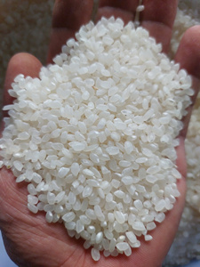 ข้าวญี่ปุ่นขาวเมล็ดกลาง ซันไรส์ พรีเมียม แห้ง จัดเก็บได้ 18 เดือน เหมาะสำหรับร้านอาหาร ขายปลีก ขายส่ง คุณเกรซี่ +84 - Product Image 2
