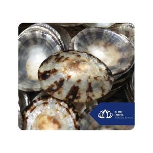 [DISPONIBLE] |   Conchas de Limpet para Decoración de Eventos, Proyectos de Manualidades y Fabricación de Recuerdos, Vietnam - Product Image 1