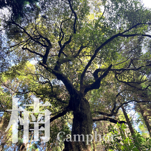 Huile essentielle de camphre 100% pure fabriquée au Japon - Aromathérapie, parfum boisé et rafraîchissant - Product Image 3