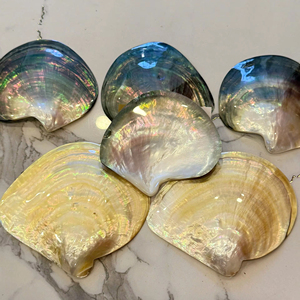 Conchas de Nácar Natural al por Mayor |   PLACA IRIDESCENTE DE ALTO BRILLO |   SUMINISTRO AL POR MAYOR 15-30CM - Product Image 1