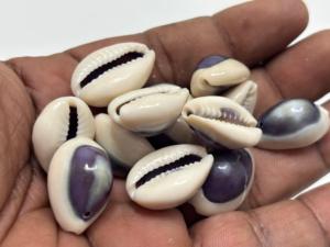 Conchas de Cauri Naturales Talladas con un Tono Púrpura, Material Orgánico Ecológico, Suministros de Arte, Joyería, Manualidades, Accesorios de Moda - Product Image 4