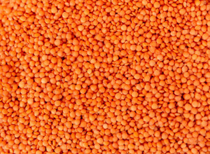 Lentejas Chana Dal Enteras Secas Naturales AD, Paquete a Granel de 25 kg, Nishtha Exports - Product Image 6
