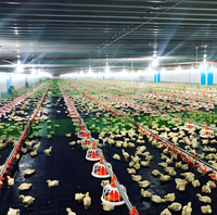 Poulailler en structure acier préfabriquée, moderne et commercial, pour l'élevage de poulets de chair, avec une bonne ventilation et une isolation thermique