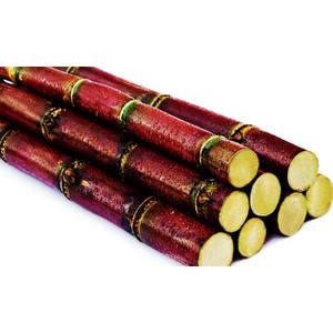 Canne à sucre congelée pour boissons et dessert | Vente en gros de canne à sucre 100% naturelle du Vietnam - Product Image 6