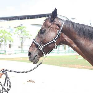 Nuevas llegadas: Cabestros para caballos con hebilla ajustable, de nailon y cuero, de la mejor calidad, cómodos, ligeros, duraderos y resistentes. - Product Image 2