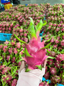 Dragon Fruit Frais à Pulpe Blanche/Rouge Entier, Durée de Conservation 30-45 Jours, Stockage Réfrigéré, Qualité Export, Prêt à la Vente en Gros - Product Image 5