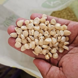 High Quality Best Price Organic Dried Waxy <b>Corn</b> Seeds for Healthy Cooking, Cereal, <b>Snack</b> Industry, in Bulk - Product Image 1