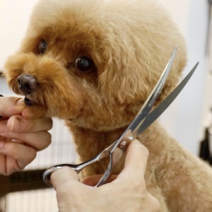 Cisailles courbées pour animaux de compagnie - Product Image 4