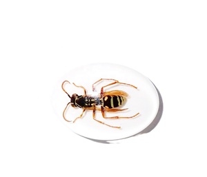 Espécimen Real de Avispa Roja en Cabujón de Plástico Ovalado de 18x25 mm con Base Plana Blanca para Manualidades y Joyería - Product Image 3