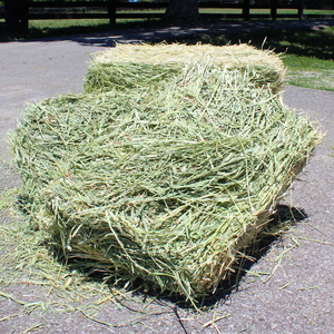Reliable Timothy Hay Sorted and Graded for Consistent Quality and Feed Efficiency - Product Image 6