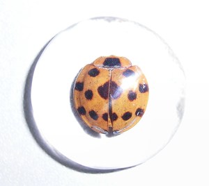 Cabochon en plastique rond de 25x25 mm avec spécimen réel de coccinelle, fond plat transparent, pour artisanat et fabrication de bijoux - Product Image 2