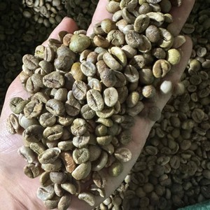 Vietnam Robusta Green Coffee <b>Beans</b> Bulk Supply Export Quality Coffee Roasters Worldwide - Product Image 1