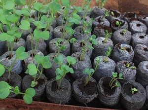 Bloc de coco naturel en fibre de coco biologique biodégradable et écologique pour la germination des graines - Product Image 5