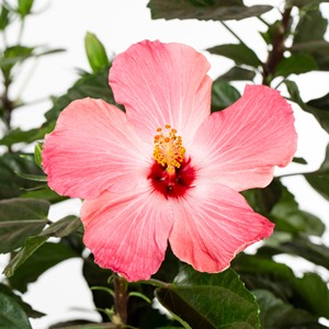 Vente en gros de graines de Hosta Hibiscus, magnifique mélange de fleurs grandes, écologiques, pour l'intérieur et l'extérieur, pour la maison, le jardin, le balcon, style américain - Product Image 4