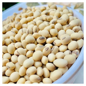 Graines de soja pour l'agriculture, semences certifiées à haut rendement, non-OGM, vente en gros, approvisionnement en vrac, fabricant, exportateur - Product Image 1